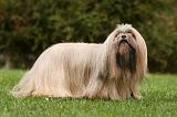 LHASSA APSO 186